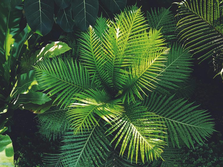 Agua de Carabaña: Historia, Usos y Beneficios