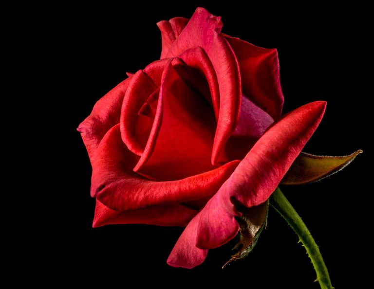 Agua de Rosas: Beneficios y usos
